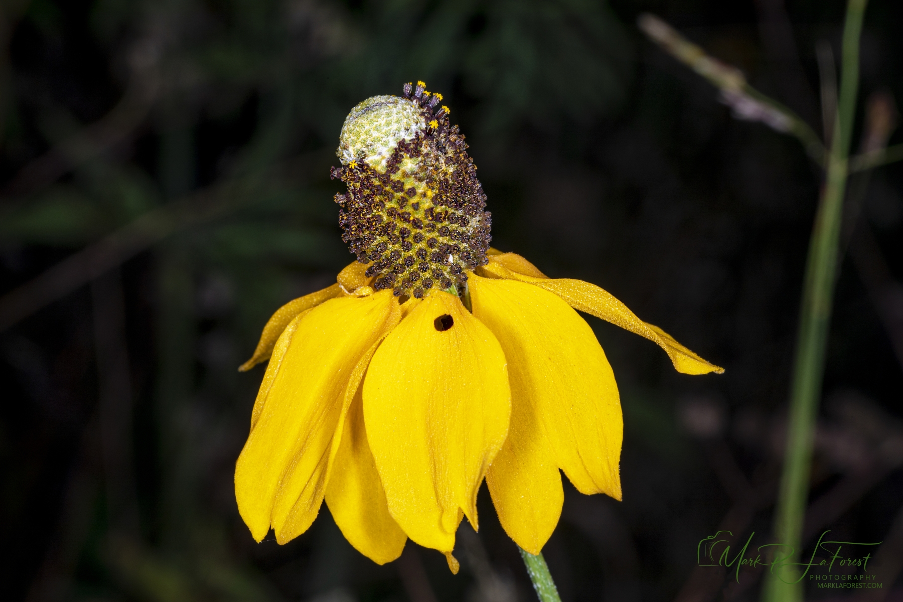 Yellow Prairie Coneflower, Austin, Texas